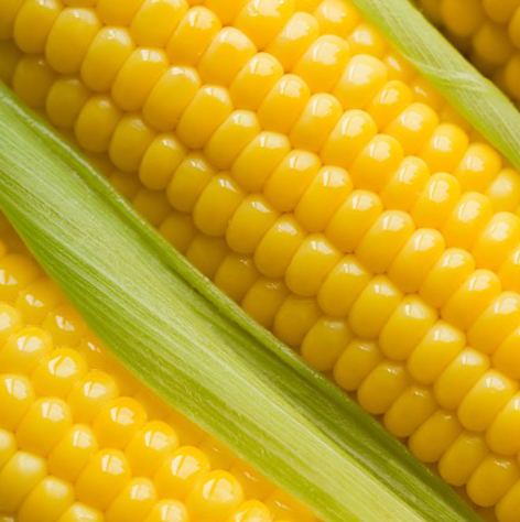 maize2