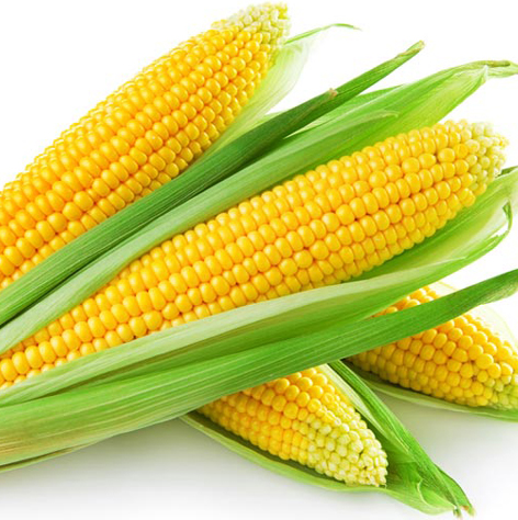maize3