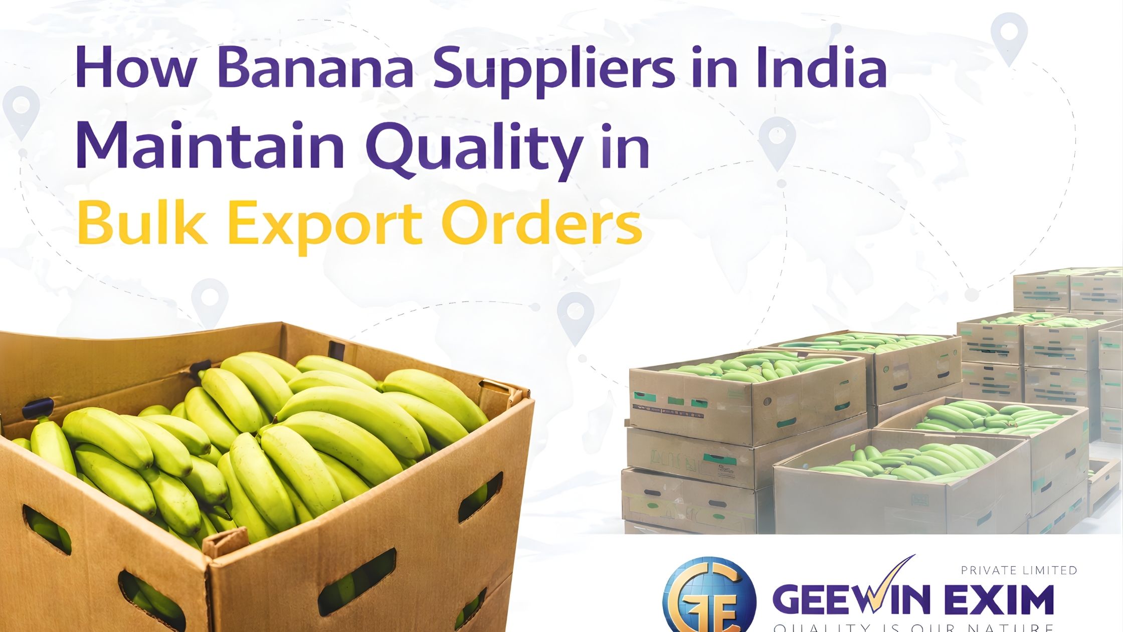 How Banana Suppliers in India Maintain Quality in Bulk Export Orders
